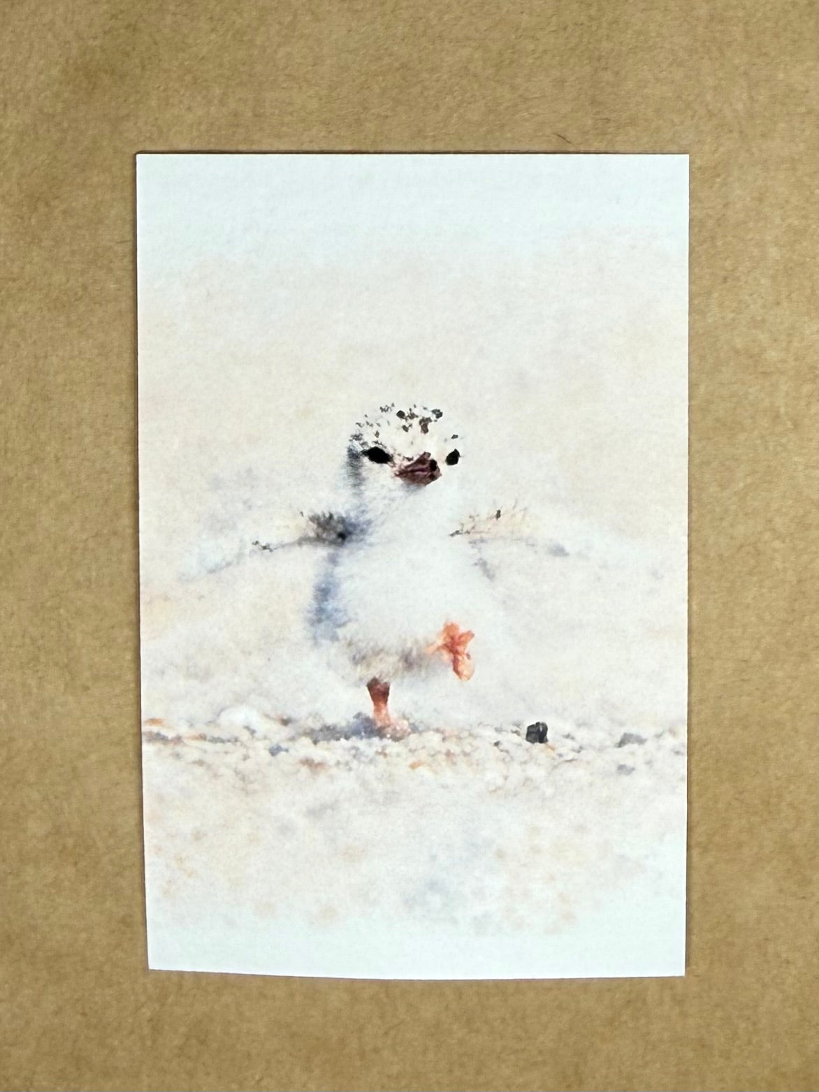 Happy Penguin Chick | ACEO Watercolor Print