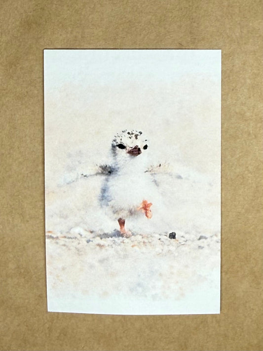 Happy Penguin Chick | ACEO Watercolor Print